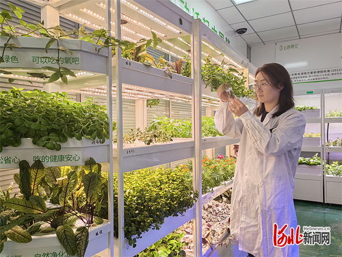 記者走基層 不靠陽光土壤 果蔬照常生長