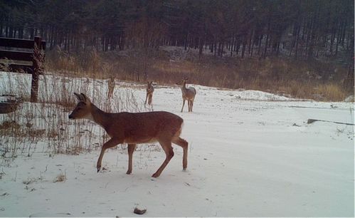 多種珍稀物種現(xiàn)身河北霧靈山國家級(jí)自然保護(hù)區(qū) 生物多樣性保護(hù)取得扎實(shí)成效